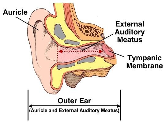 Understanding Hearing Shamim Ebrahim Inc